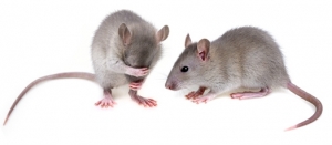 mouse model Alzheimer's